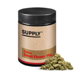 Mango Mintality 14g Small Buds