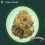 Titan Express 7g Small Buds