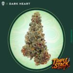 Trip Stack 7g Small Buds