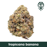 Tropicana BNN 14g Whole Flower